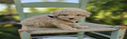 Miniature Poodle dogs for sale: Dolly - Ad 2