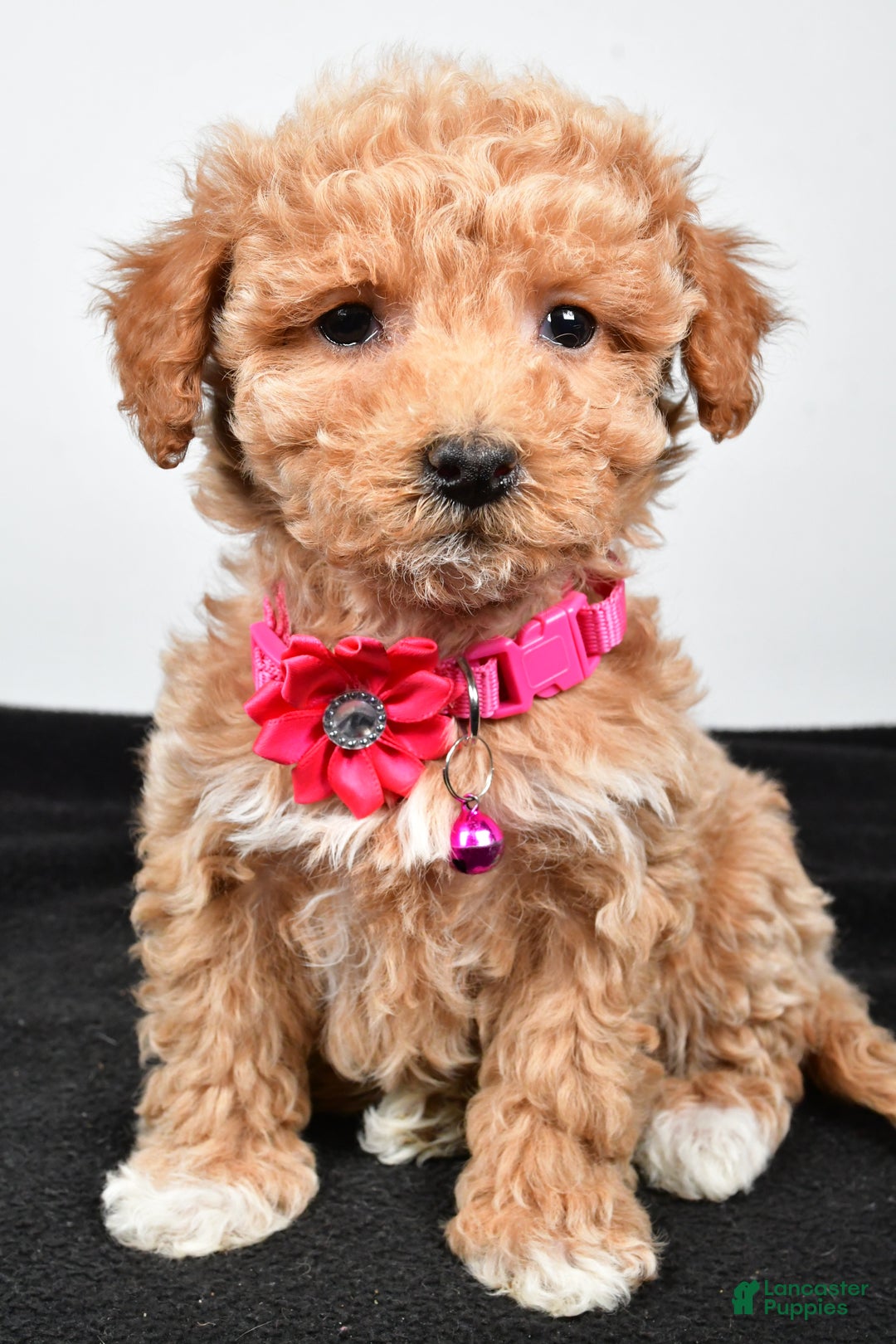 Maltipoo dogs for sale: Sally - Ad 6
