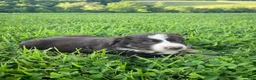 Australian Shepherd dogs for sale: Lori - Ad 4