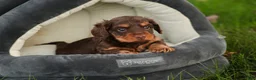 Miniature Dachshund dogs for sale: Barnaby Miniature Dachshund  - Ad 5