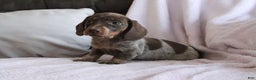 Miniature Dachshund dogs for sale: Sadie - Ad 1