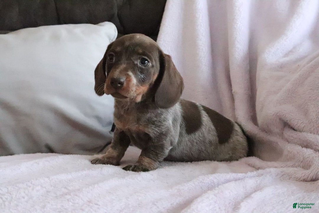 Miniature Dachshund dogs for sale: Sadie - Ad 1