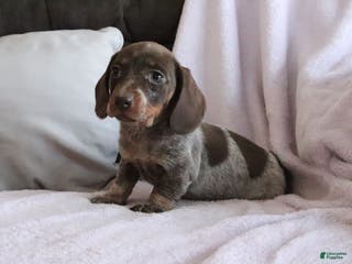 Miniature Dachshund dogs Sadie - Ad 28