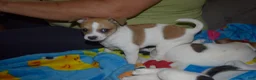 Chihuahua dogs for sale: Chihuahua 1 - Ad 9