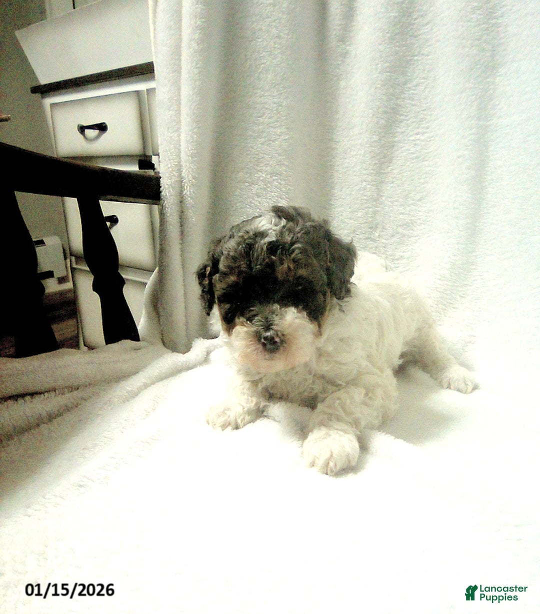 Toy Poodle dogs for sale: Emma - Ad 6
