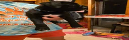 Boxer dogs for sale: Kodiak - Ad 5