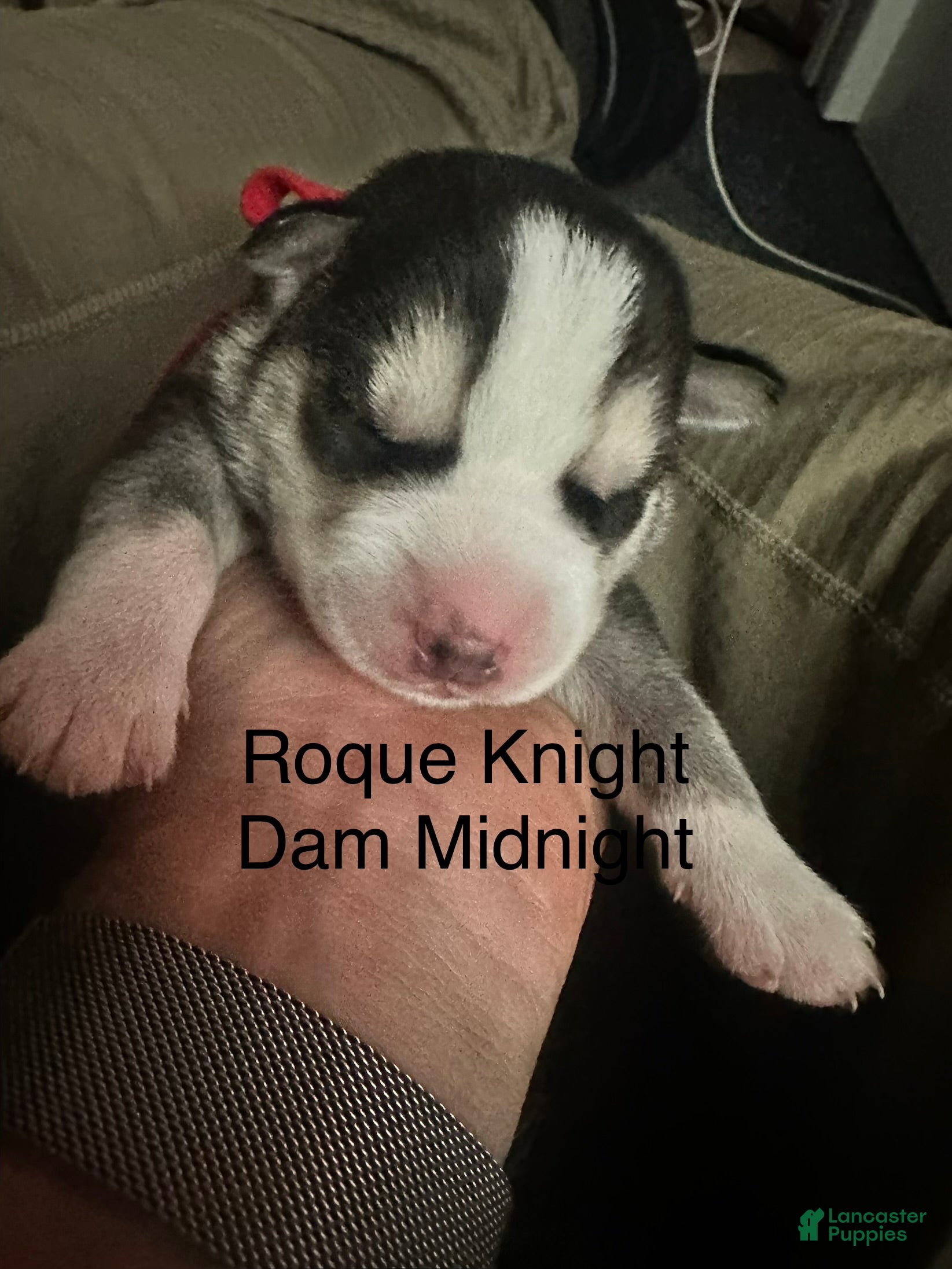 Siberian Husky dogs Roque Knight - Ad 2