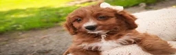 Cavapoo dogs for sale: Avery Cavapoo  - Ad 3