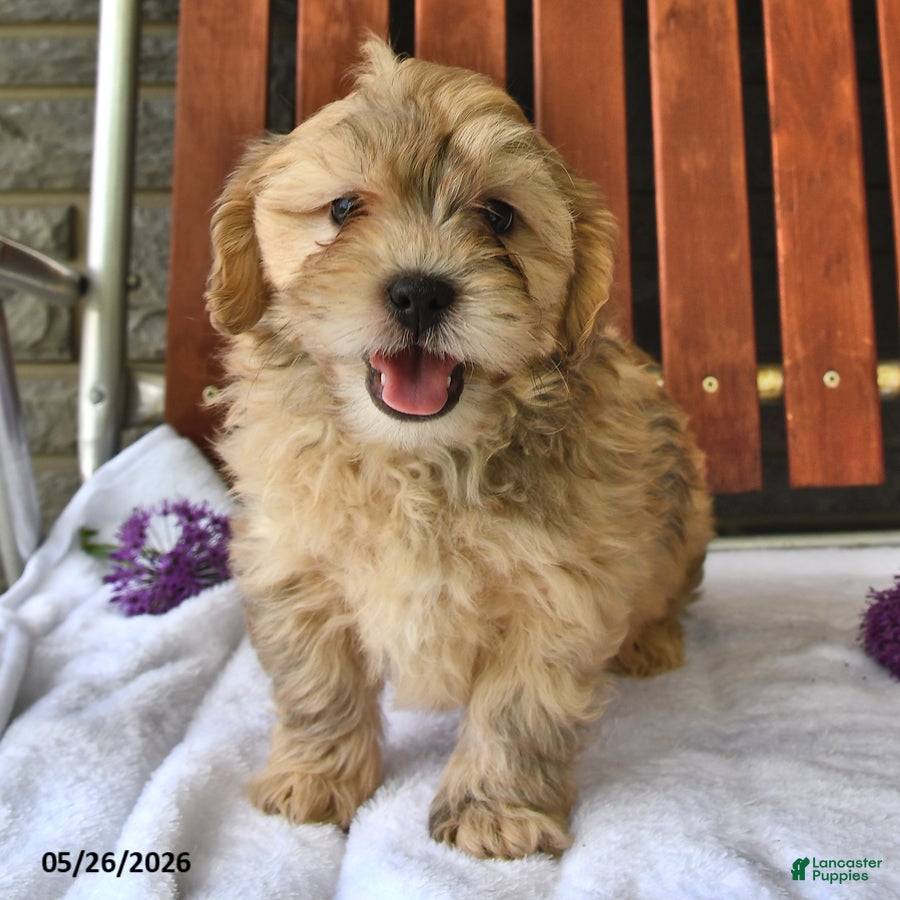 Shihpoo dogs Cheddar - Ad 2