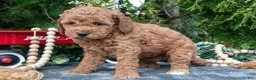 Cavapoo dogs for sale: Shay - Ad 3