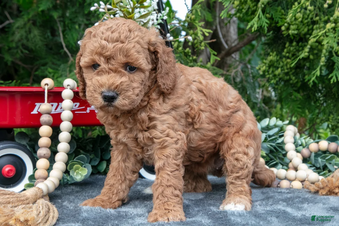 Cavapoo dogs for sale: Shay - Ad 3