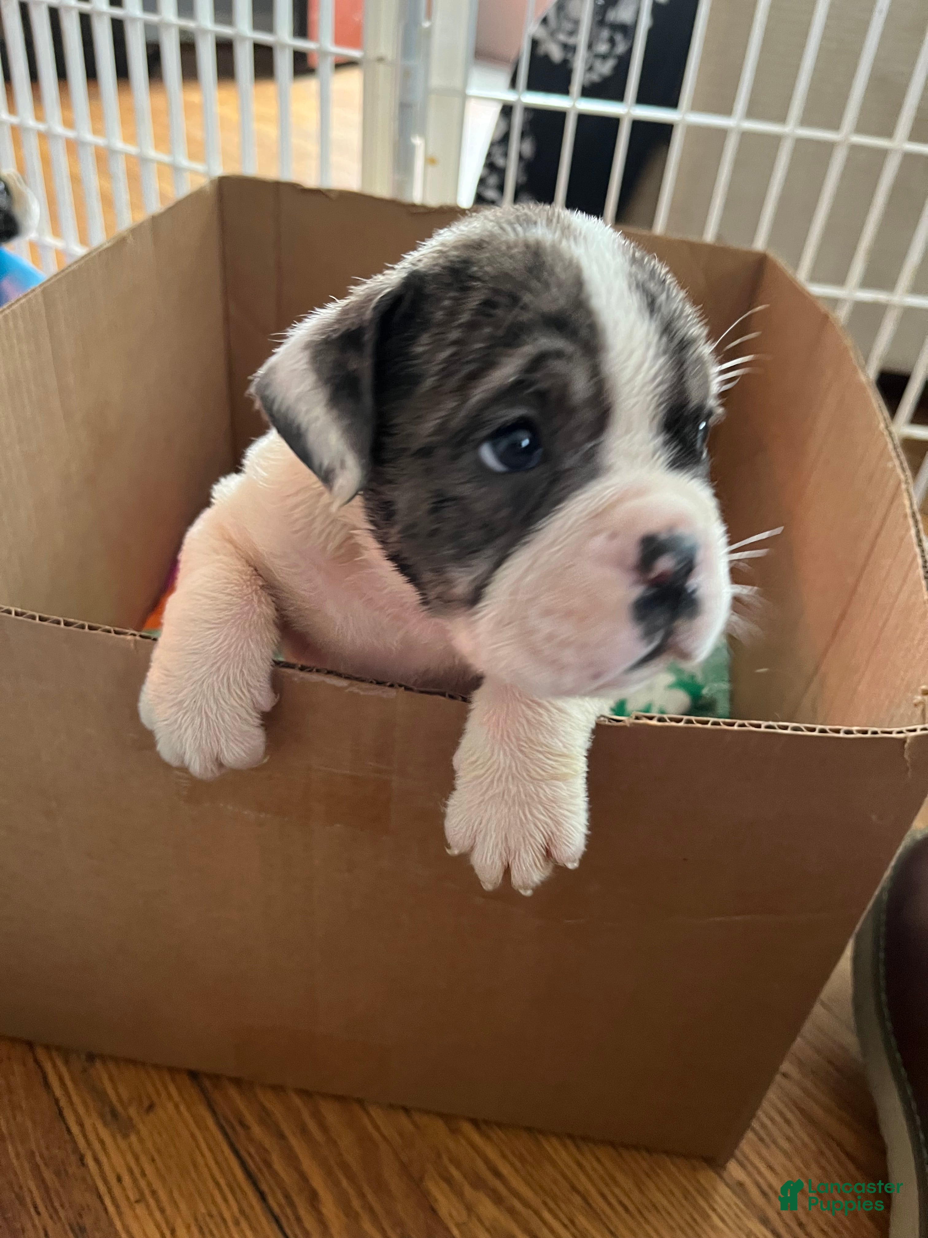 Mixed Breed dogs Bonita - Ad 41