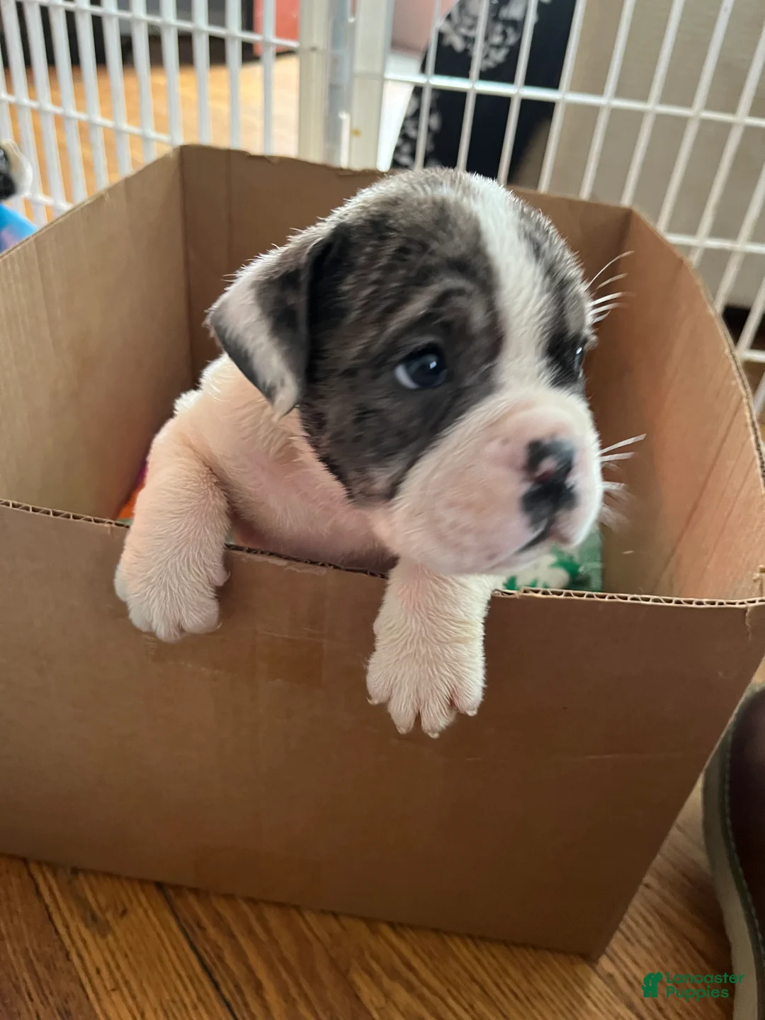 Mixed Breed dogs for sale: Bonita - Ad 1