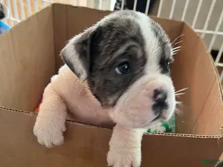 Mixed Breed dogs Bonita - Ad 41