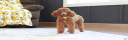 Miniature Poodle dogs for sale: Carson (AKC) - Ad 9