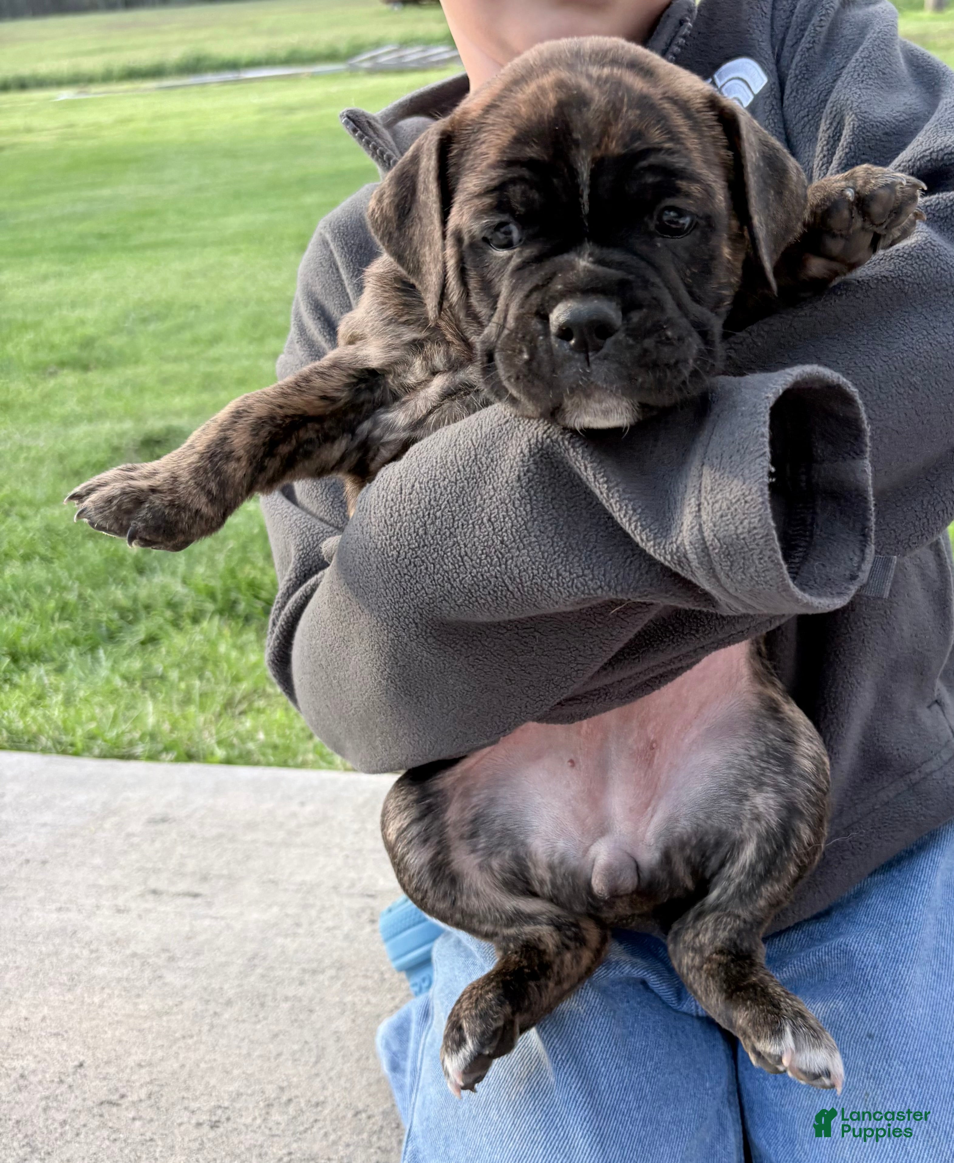 Olde English Bulldogge dogs Olde English Bulldogge Puppy 1 - Ad 16