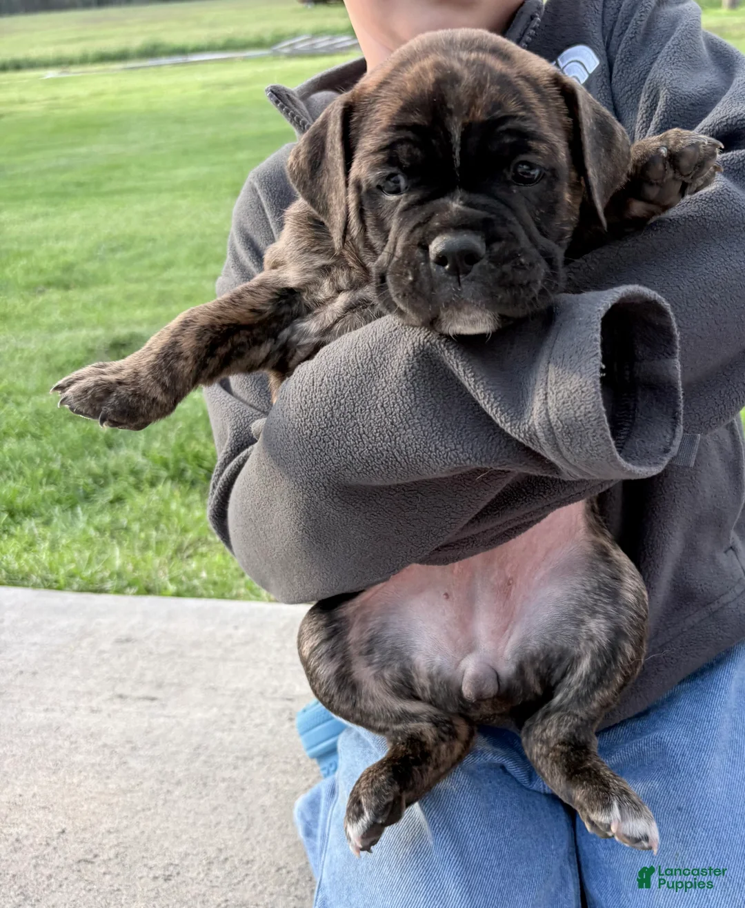 Olde English Bulldogge dogs for sale: Olde English Bulldogge Puppy 1 - Ad 1