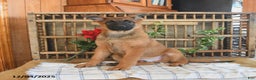 Mixed Breed dogs for sale: Oscar - Ad 1