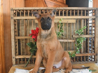 Mixed Breed dogs Oscar - Ad 41