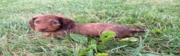 Miniature Dachshund dogs for sale: Daisy - Ad 2