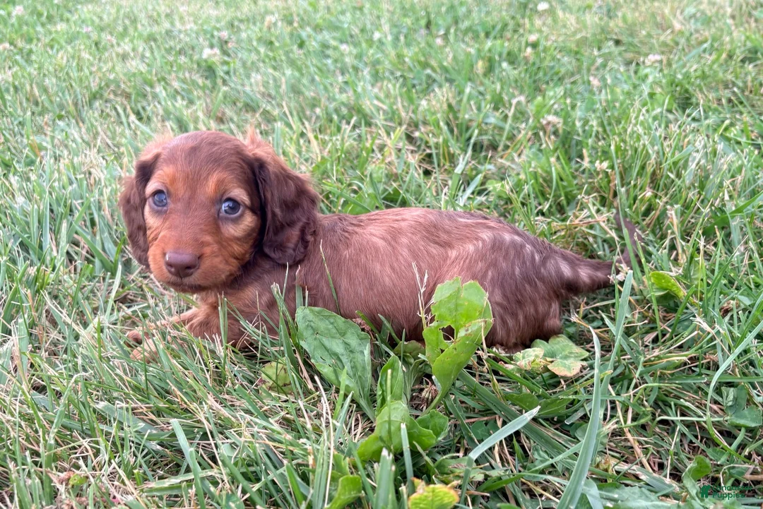 Miniature Dachshund dogs for sale: Daisy - Ad 2