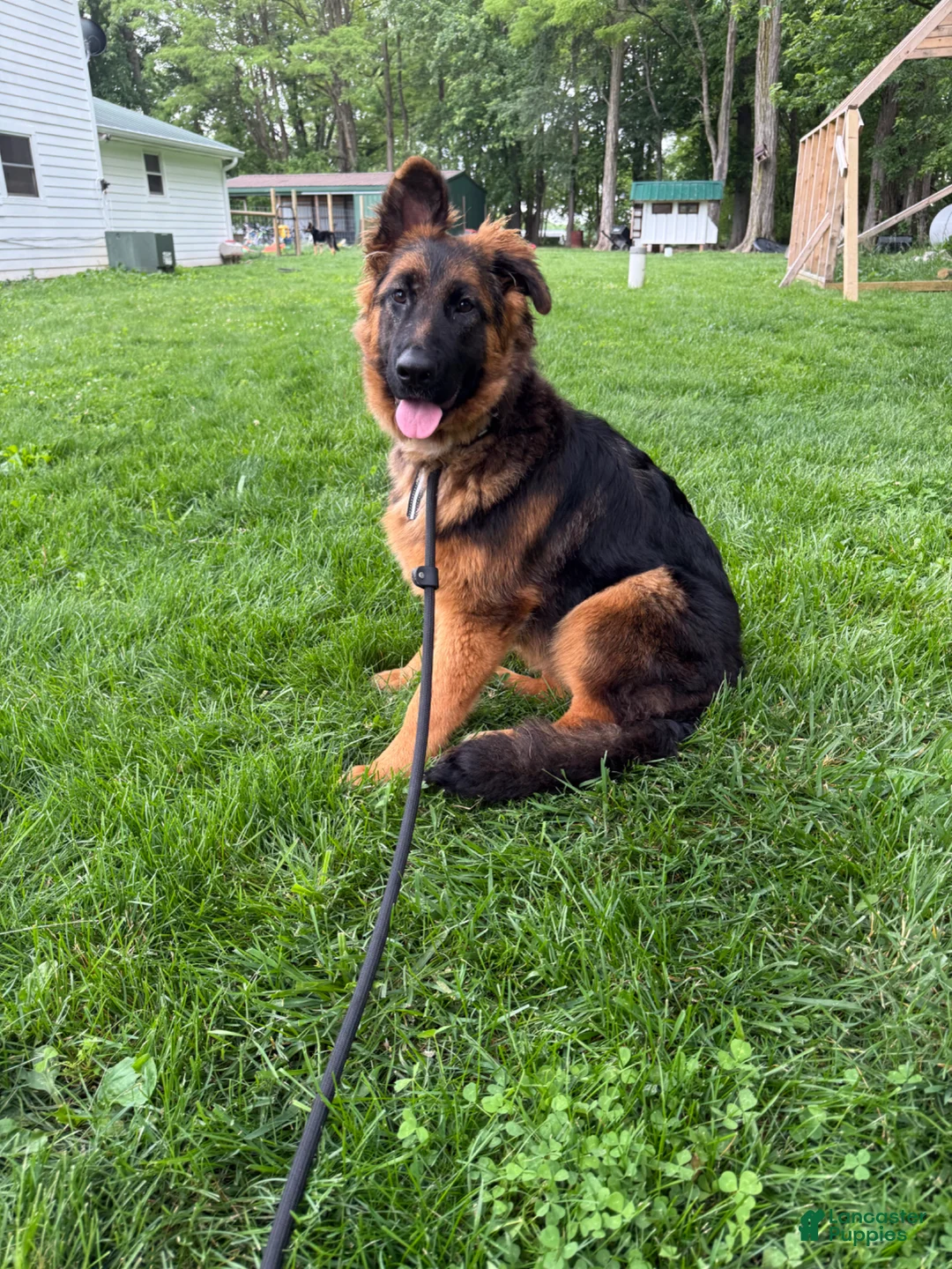 German Shepherd dogs for sale: German Shepherd Puppy 1 - Ad 2