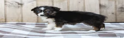Australian Shepherd dogs for sale: Raine - Ad 5
