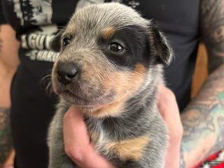 Australian Cattle Dog dogs Spot - Ad 20