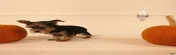 Yorkshire Terrier dogs for sale: Ruby - Ad 9