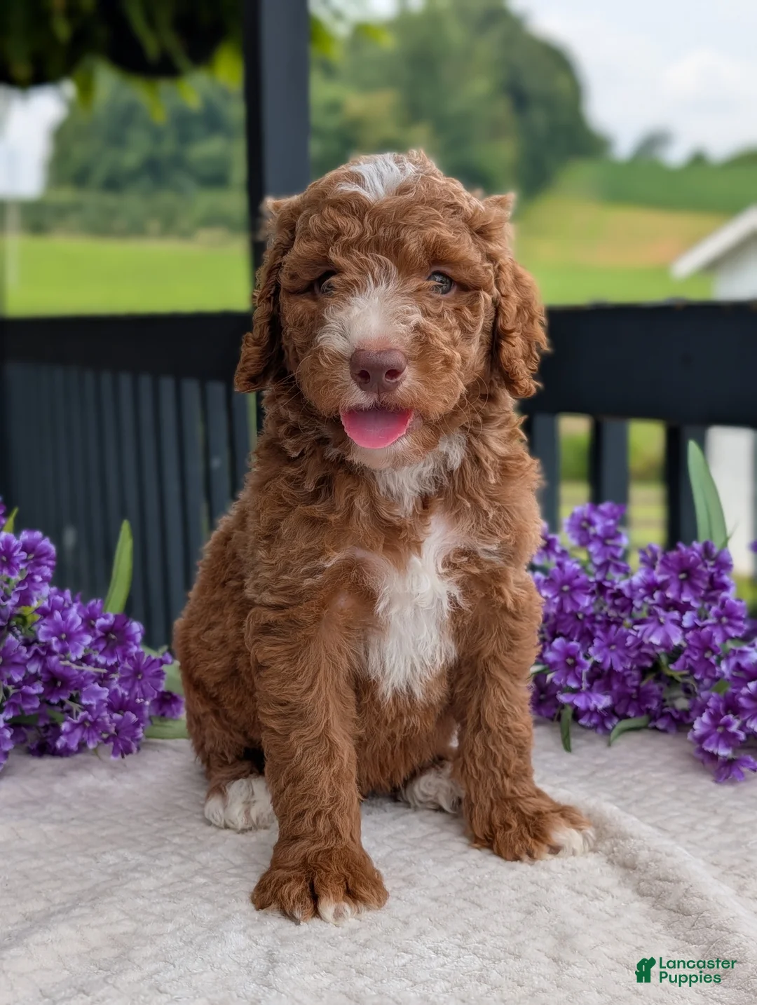 Goldendoodle dogs for sale: Charlie - Ad 2