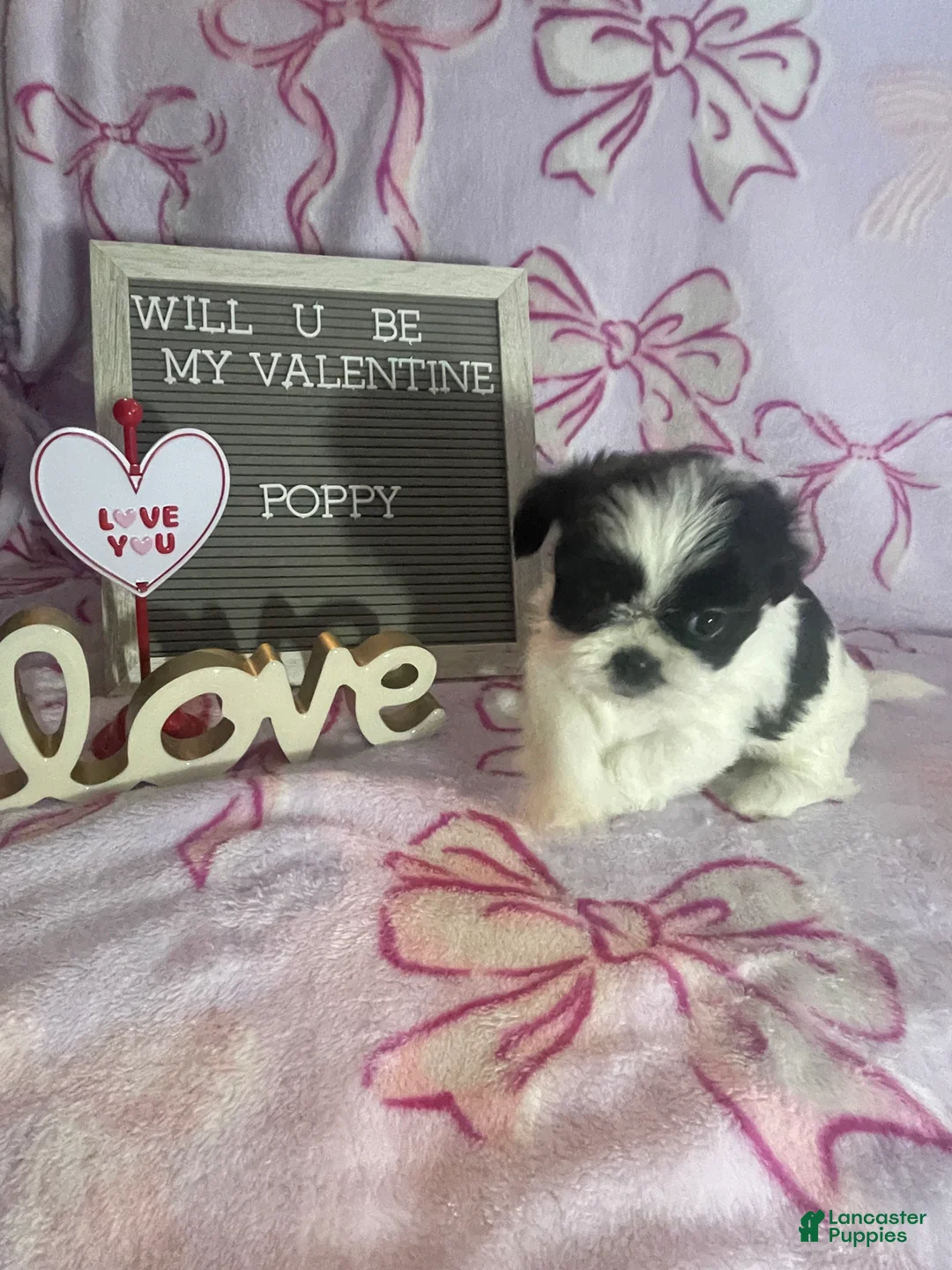 Mixed Breed dogs for sale: Poppy - Ad 1