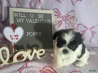 Mixed Breed dogs Poppy - Ad 14