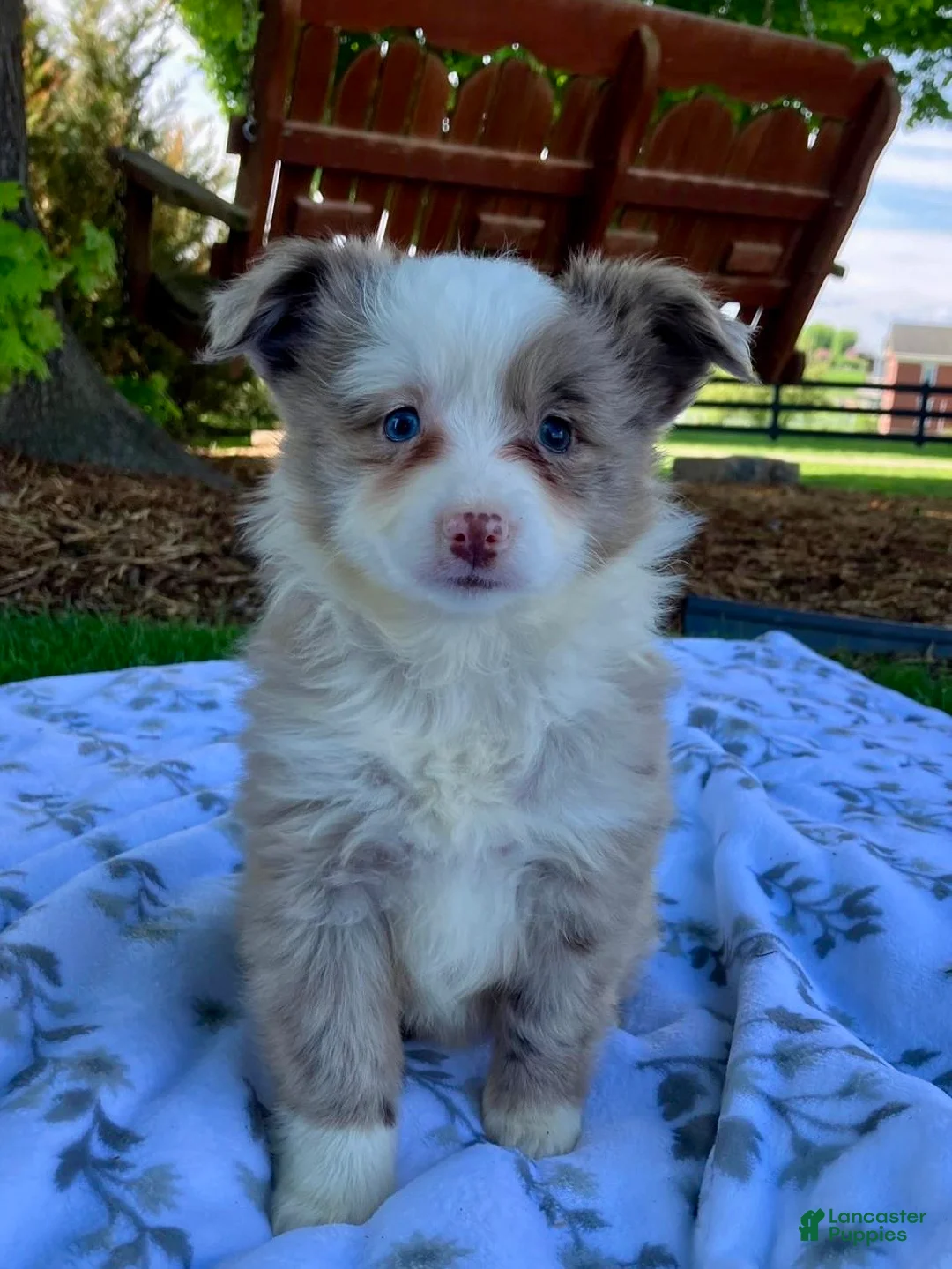 Miniature Australian Shepherd dogs for sale: Bella - Ad 2