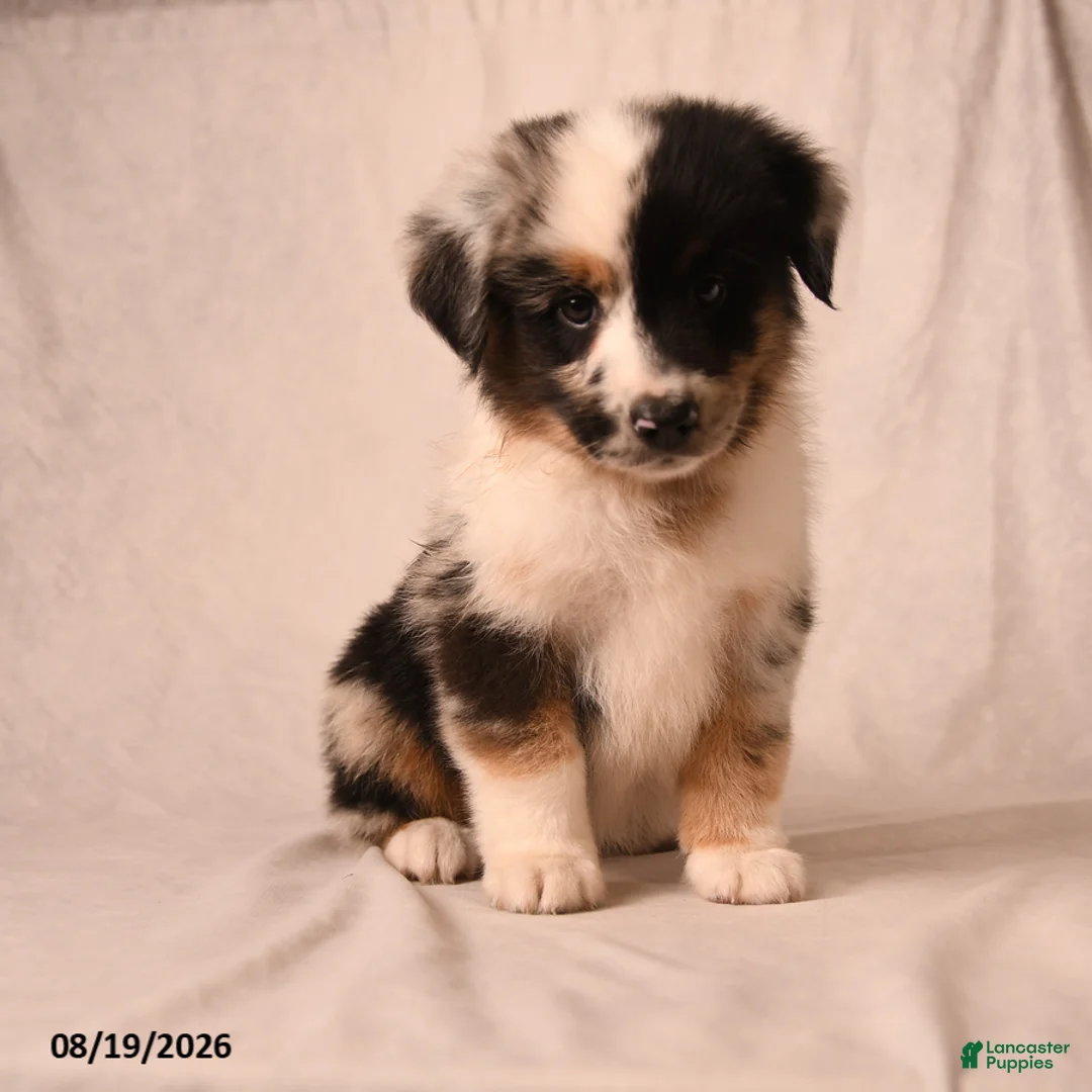 Miniature Australian Shepherd dogs for sale: Pippin - Ad 1