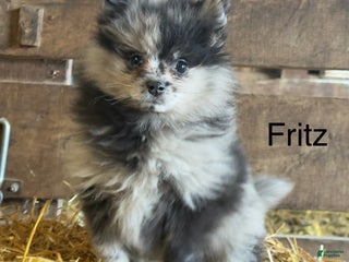 Pomeranian dogs Fritz - Ad 28