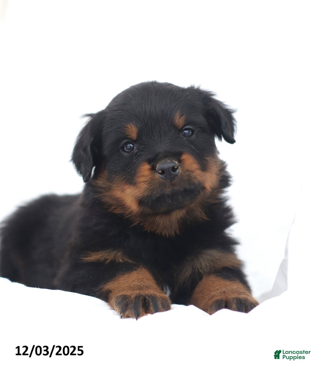 Rottweiler dogs for sale: Axel - Ad 2