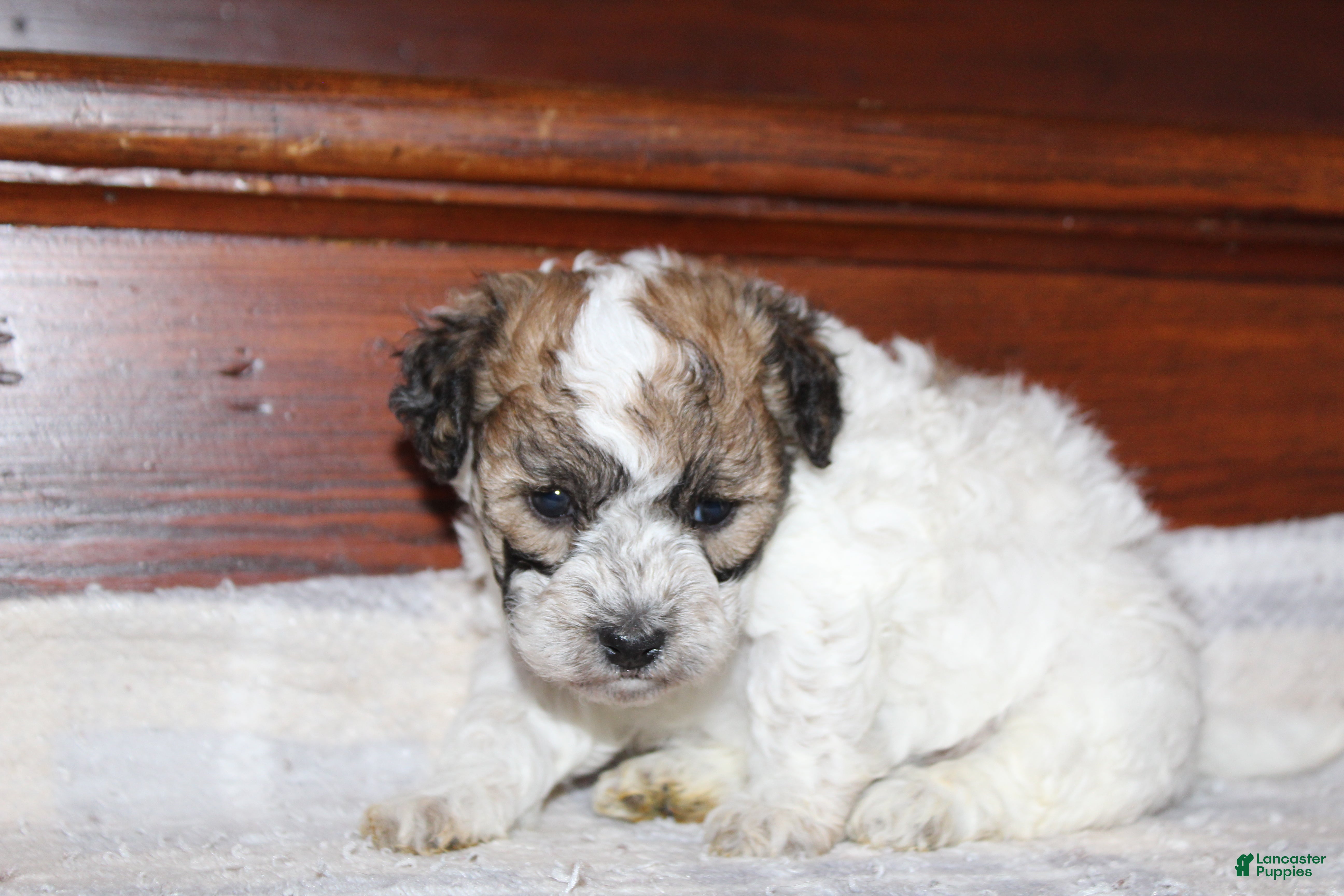 Havapoo dogs Mia - Ad 2