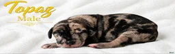 Great Dane dogs for sale: Topaz - Ad 3
