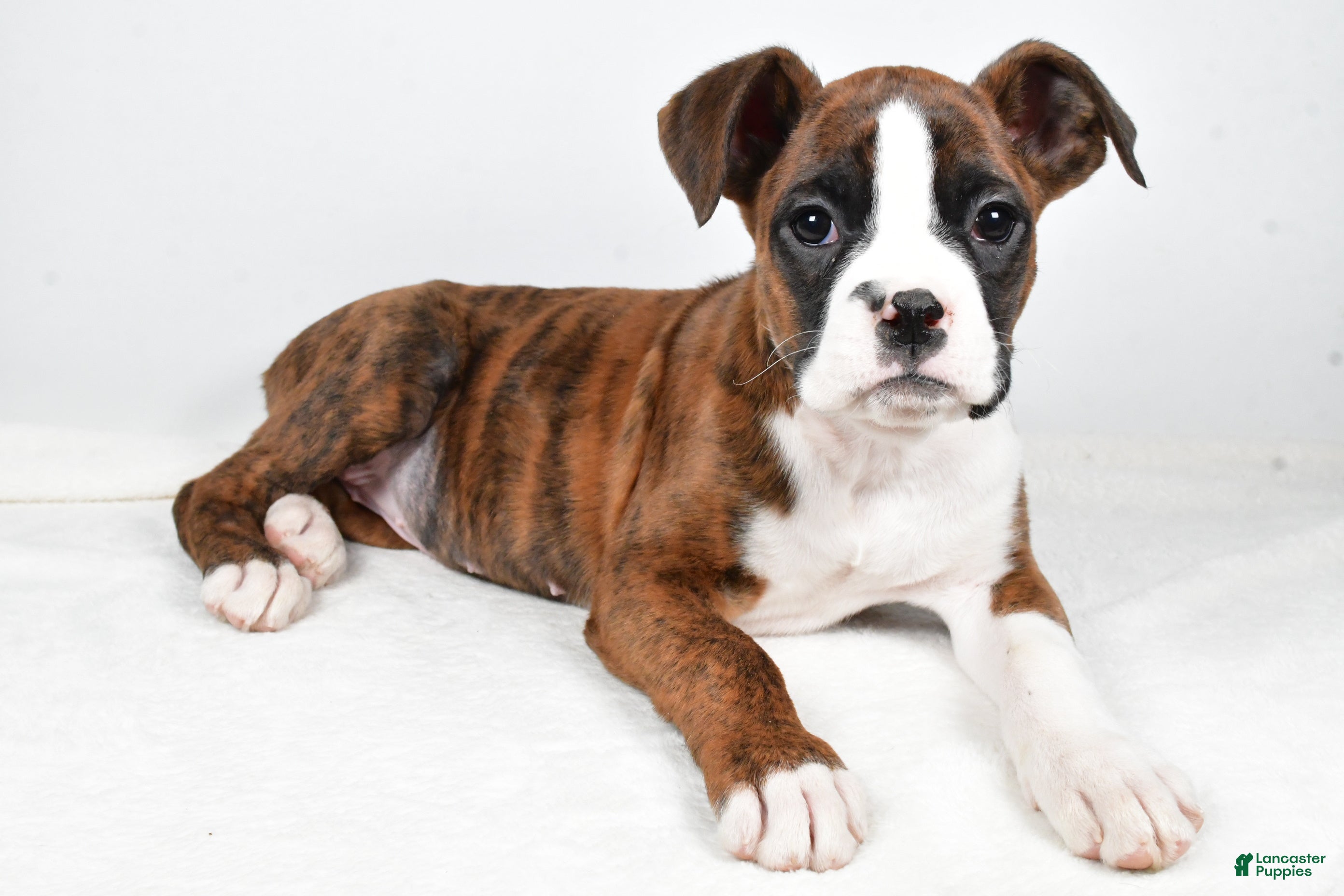 Boxer dogs Amber - Ad 17