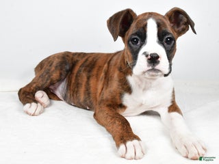 Boxer dogs Amber - Ad 33