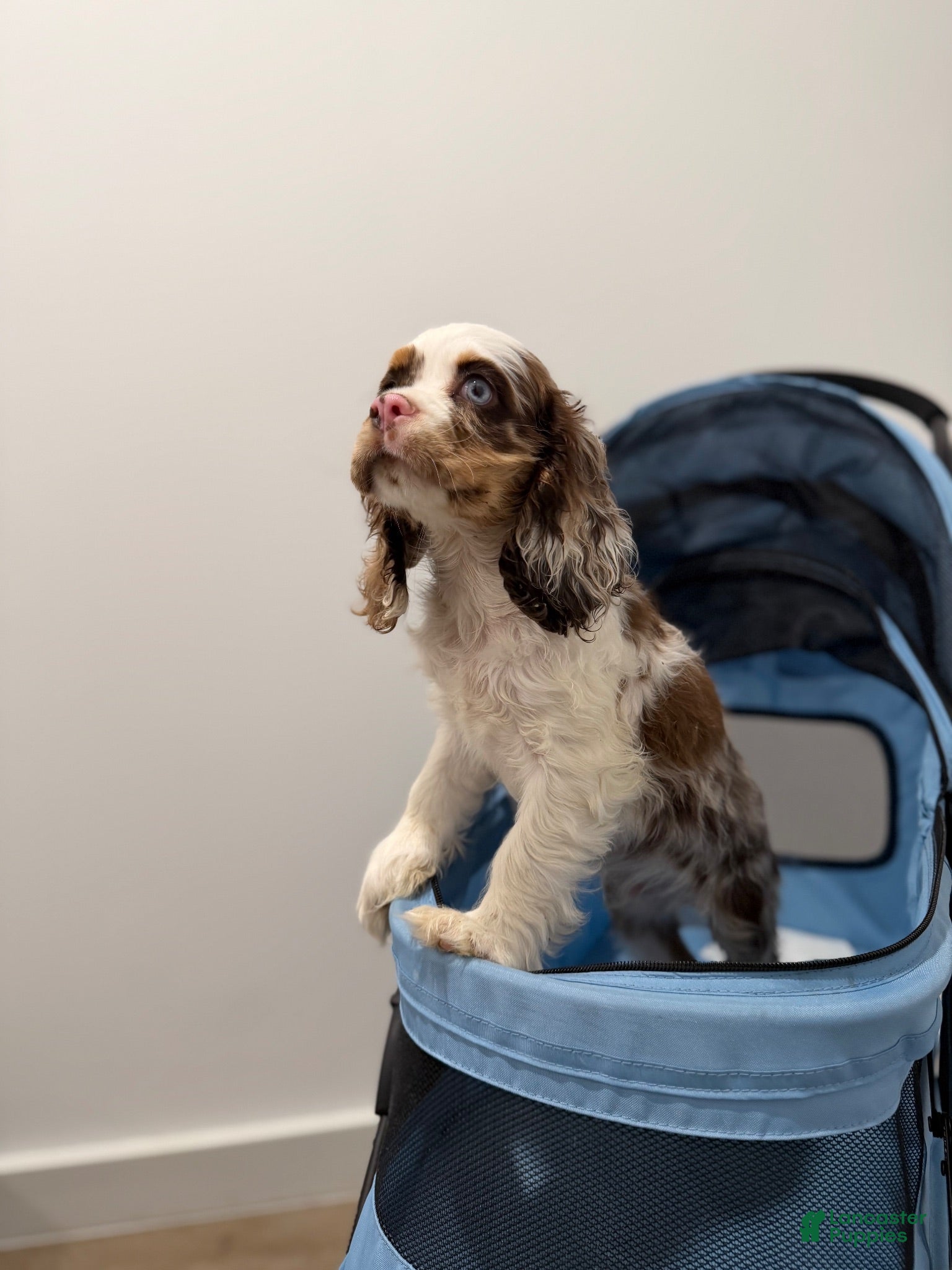 English Cocker Spaniel dogs English Cocker Spaniel 1 - Ad 1