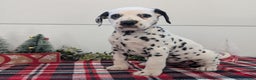 Dalmatian dogs for sale: Sadie - Ad 3