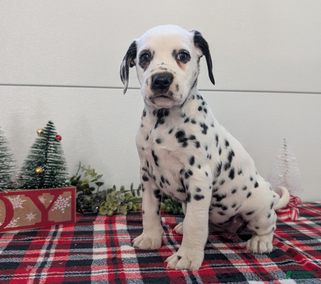 Dalmatian dogs for sale: Sadie - Ad 3