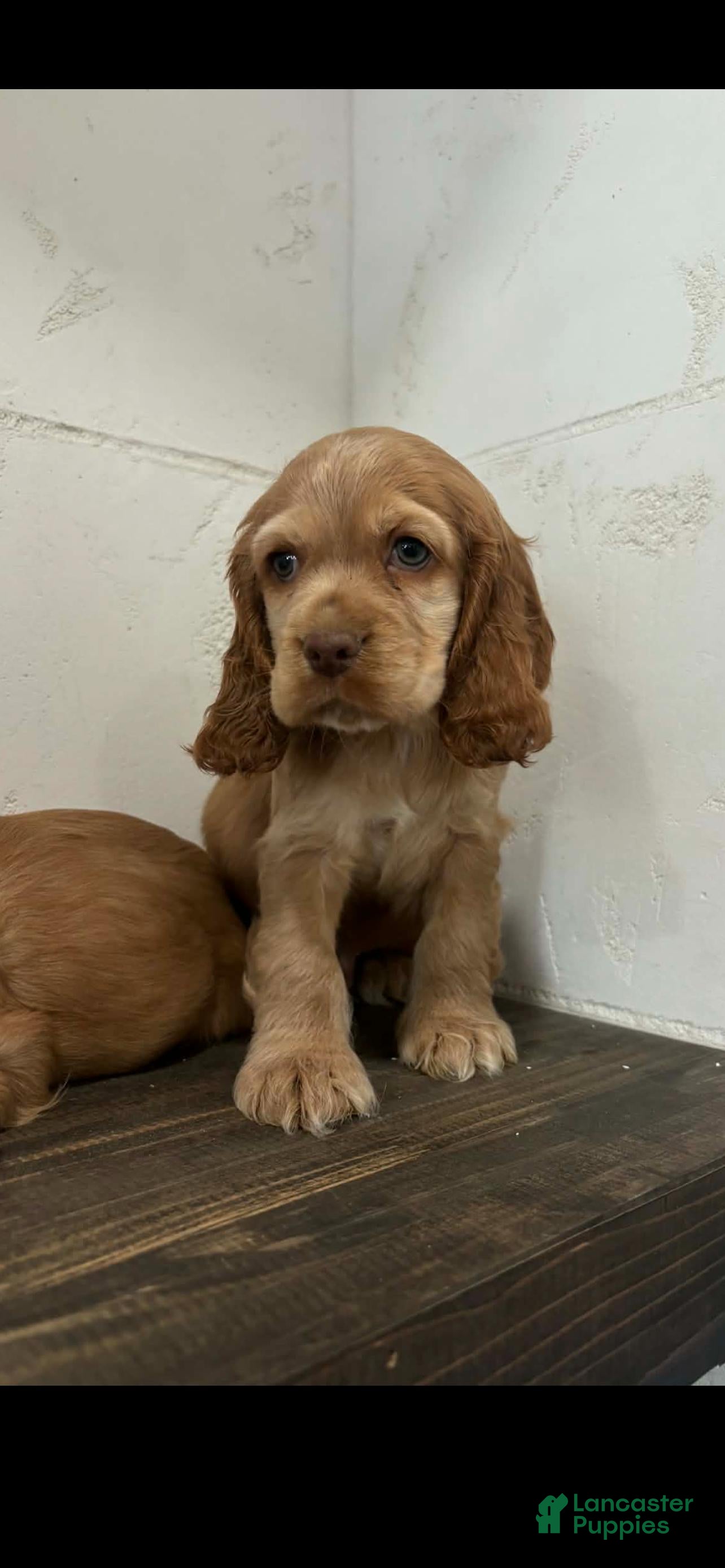 English Cocker Spaniel dogs English Cocker Spaniel Puppy 1 - Ad 3