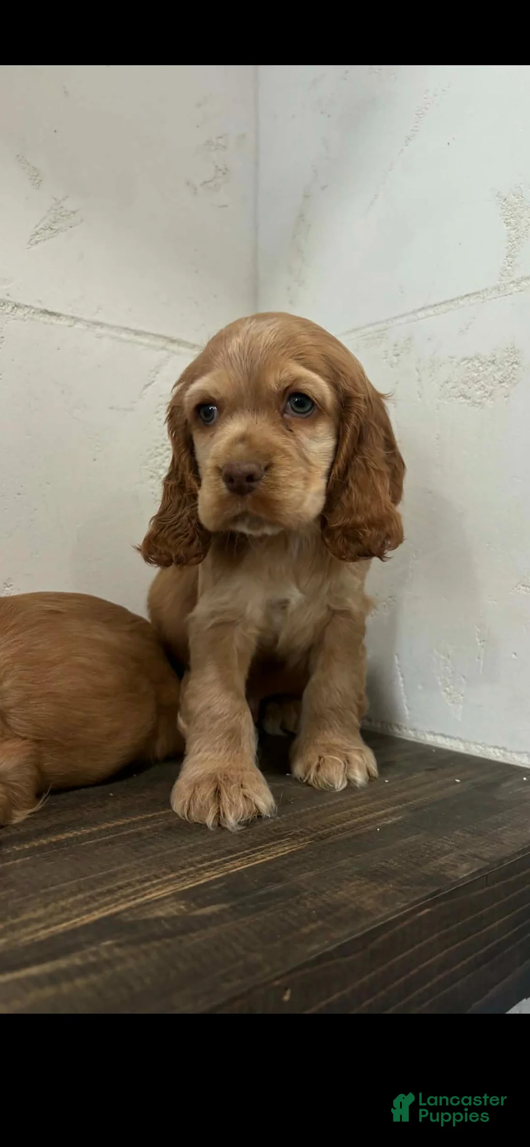 English Cocker Spaniel dogs for sale: English Cocker Spaniel Puppy 1 - Ad 1