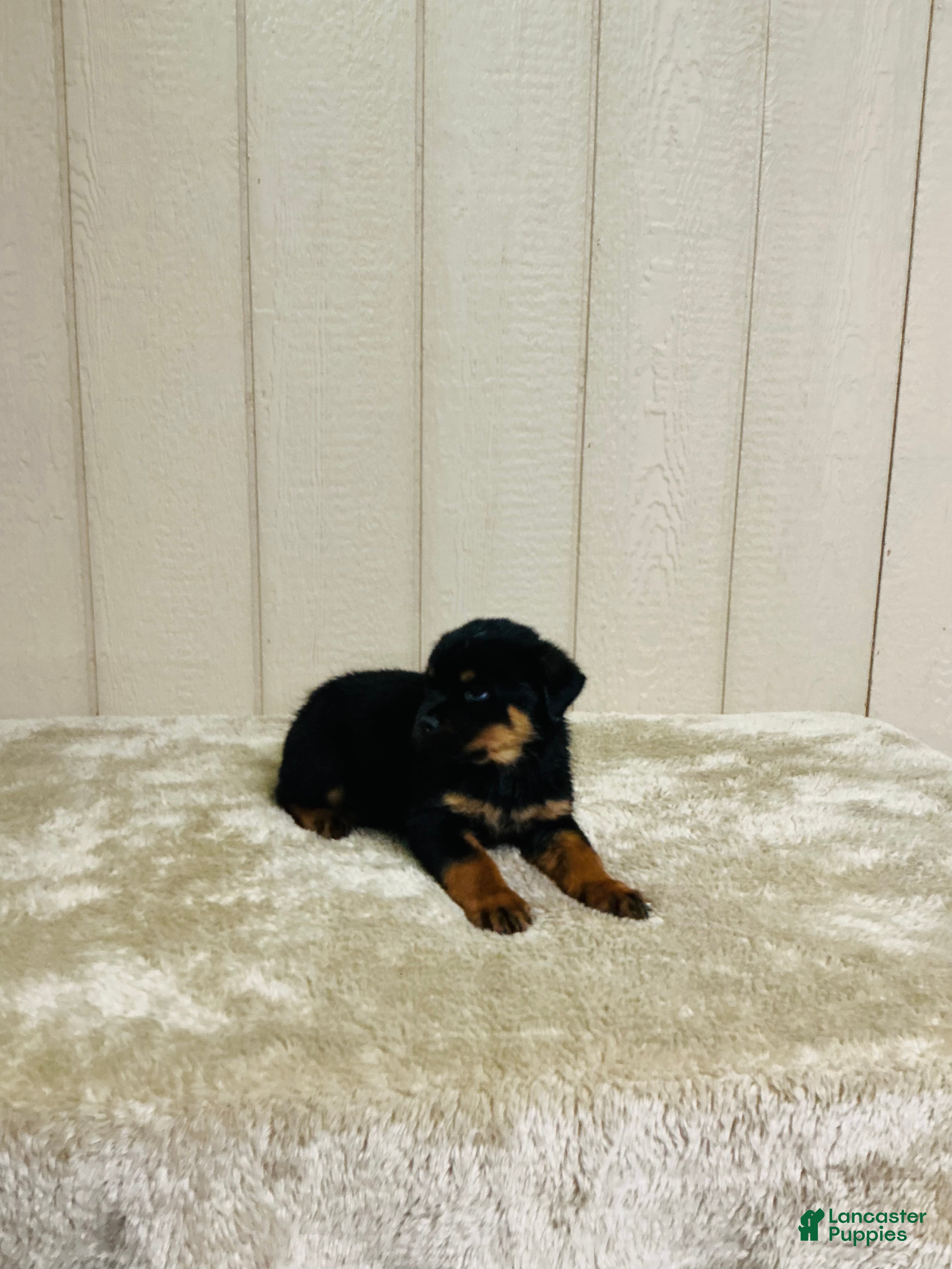 Rottweiler dogs Rottweiler 1 - Ad 1