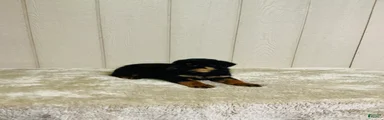 Rottweiler 1