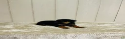 Rottweiler dogs for sale: Rottweiler 1 - Ad 1