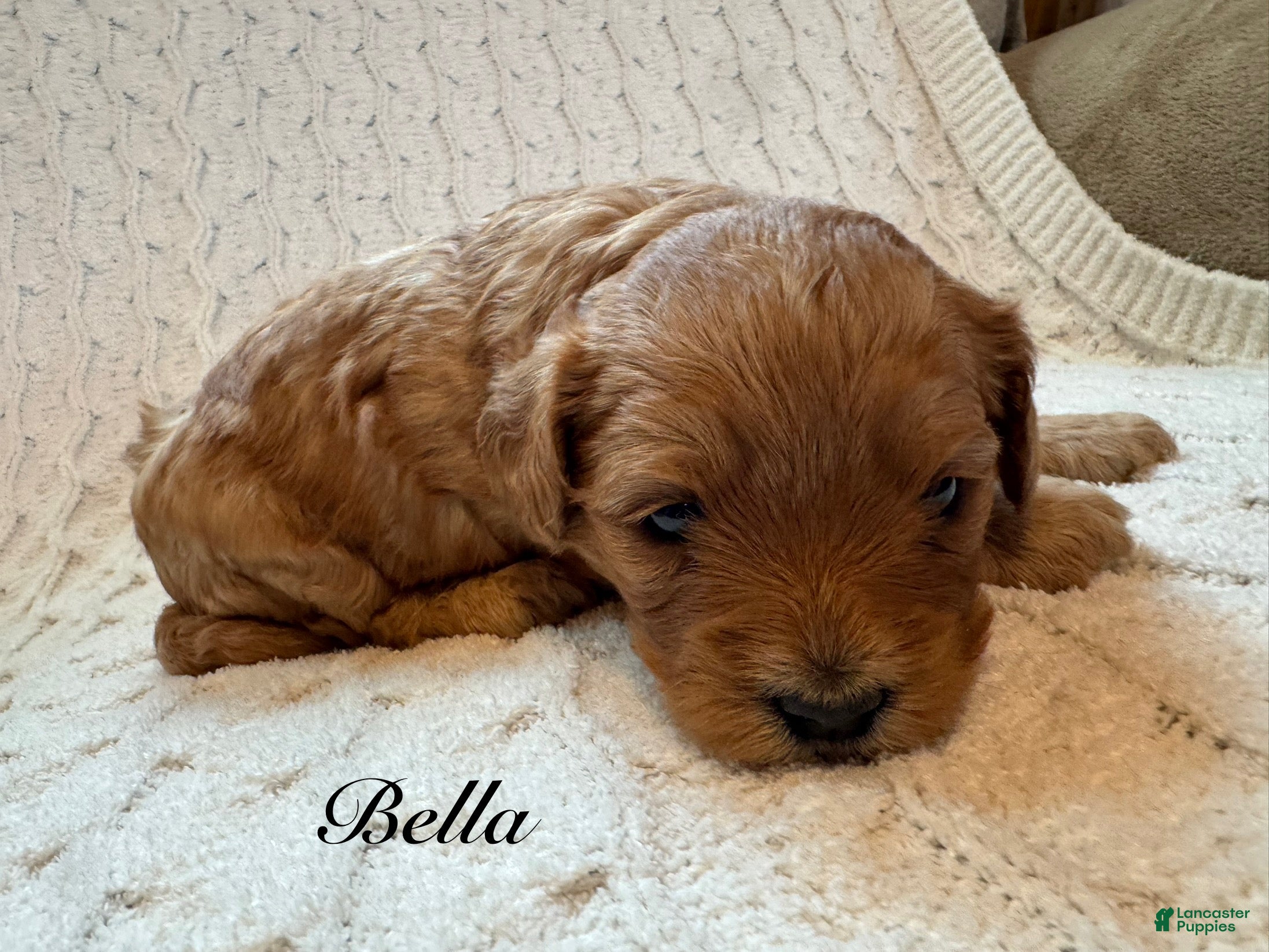Cavapoo dogs Bella - Ad 2