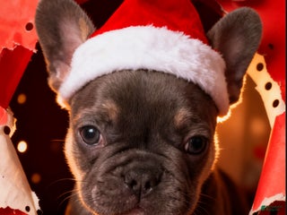 French Bulldog dogs for sale: RILEY - Ad 3